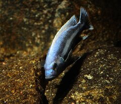 Melanochromis chipokae- samiec 13cm