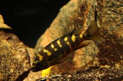 Pseudotropheus crabro Nakantenga-samica 11cm