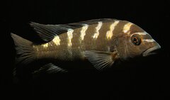 Więcej informacji o „Pseudotropheus crabro Nakantenga-samiec 13cm”