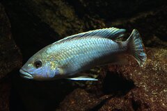 Melanochromis lepidiadaptes- samiec 13cm