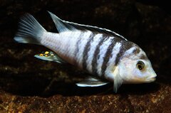 Labidochromis chisumulae Chizumulu- samiec beta 7cm