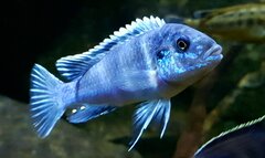 Więcej informacji o „Labidochromis joanjohnsonae ♂️”