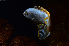 Więcej informacji o „Labeotropheus trewavasae Thumbi West”
