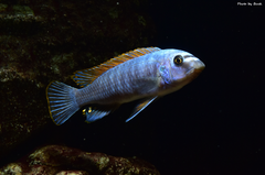 Więcej informacji o „Labeotropheus Trewavasae Thumbi West”