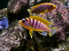 Labidochromis Hongi Super Red