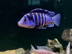 Labidochromis Chisumulae Chisumulu