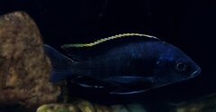Więcej informacji o „Placidochromis sp. blue otter Tsano Rocks”