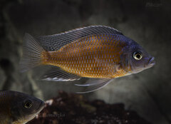 Copadichromis Borleyi Kadango