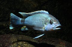 Melanochromis lepidiadaptes-samiec 13cm+