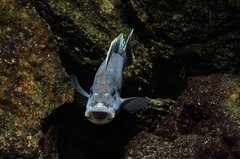 Melanochromis lepidiadaptes- samiec 13cm+