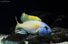 Więcej informacji o „Buccochromis rhoadesii yellow”