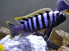 Cynotilapia zebroides 'Likoma Island' red top
