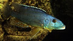 Tyrannochromis maculiceps samiec -30 cm