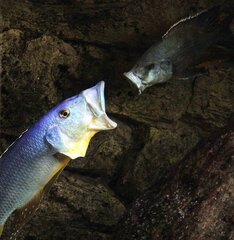 Więcej informacji o „Tyrannochromis maculiceps 26cm vs Nimbochromis livingstonii 20cm - samce”