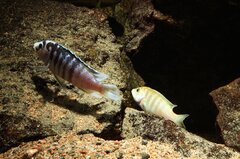 Więcej informacji o „Tarło Labidochromis chisumulae Chizumulu”