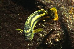 Melanochromis chipokae