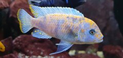Metriaclima Estherae Minos Reef