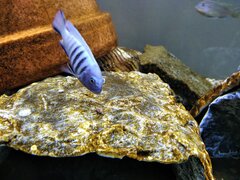 Metriaclima pulpican