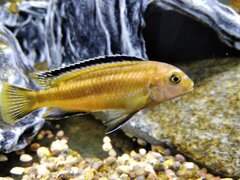 Pseudotropheus johannii