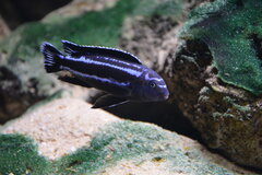 Melanochromis Johanni Gome