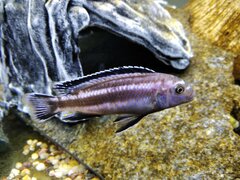 Pseudotropheus johannii