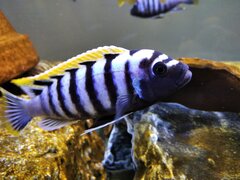 Cynotilapia zebroides 'Likoma Island' red top