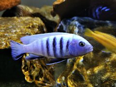 Metriaclima pulpican