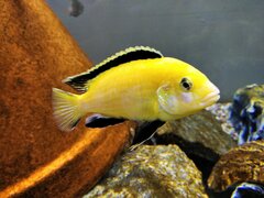 Labidochromis caeruleus