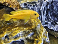Pseudotropheus johannii