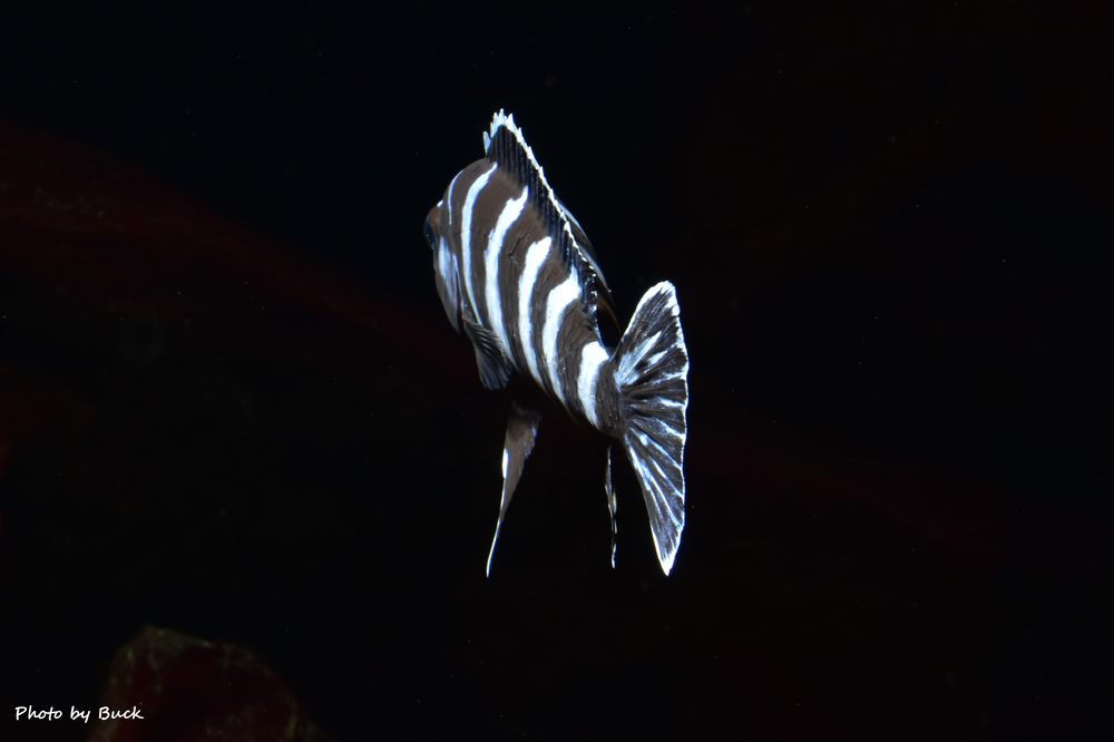 DSC_0103(1).png