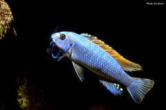 Więcej informacji o „Labeotropheus Trewavasae Thumbi West”