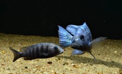 Placidochromis sp. Tanzania