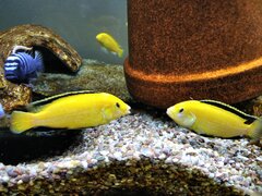 Labidochromis caeruleus