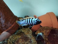 Cynotilapia zebroides 'Likoma Island' red top