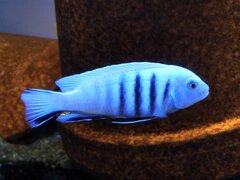 Metriaclima pulpican