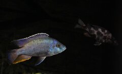Nimbochromis livingstonii samiec WF 18 cm i samica FX 15cm