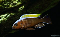 Cynotilapia aurifrons Nkhata Bay