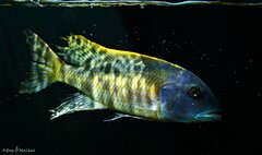 Buccochromis rhoadesii yellow i gra światła