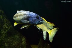 Aristochromis christyi i Buccochromis rhoadesii yellow