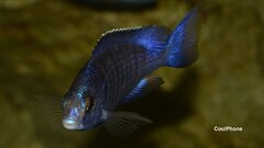 Placidochromis Phenochilus Mdoka