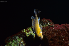Więcej informacji o „Labeotropheus Trewavasae Chilumba”