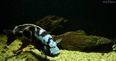 Więcej informacji o „Nimbochromis livingstonii”