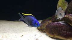 Więcej informacji o „Placidochromis sp. blue otter Tsano Rock”