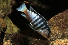 Labidochromis chisumulae Chizumulu