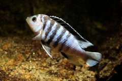 Labidochromis chisumulae Chizumulu