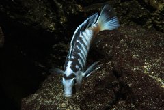 Labidochromis chisumulae Chizumulu