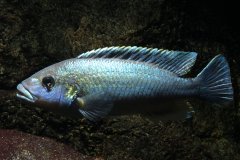 Melanochromis lepidiadaptes