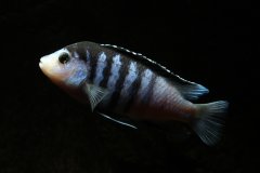 Labidochromis chisumulae Chizumulu