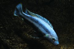 Więcej informacji o „Melanochromis chipokae”