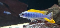 Labeothropeus